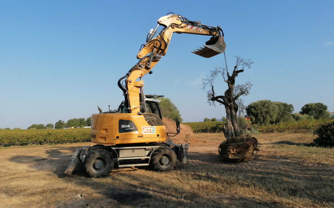 Le chantier de la nouvelle cave commence